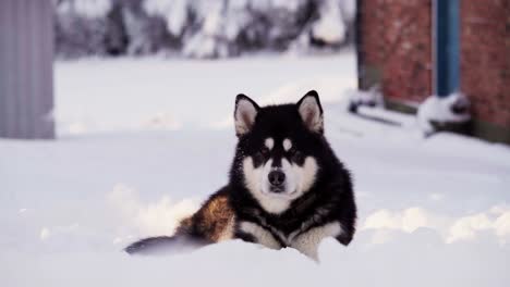 An-Alaskan-Malamute-Resting-on-a-Ground-Covered-with-Snow-in-Indre-Fosen,-Trondelag-County,-Norway---Close-Up