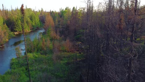 Luftaufnahmen-über-Und-Vorbei-An-Verkohlten-Waldbaumresten-Nach-Einem-Waldbrand-In-Massey-In-Ontario-Am-Fluss-Aux-Sables