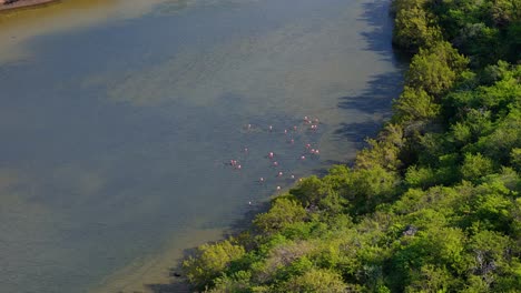 Drone-rises-as-flamingos-feed-on-edge-of-pond-surrounded-by-mangroves