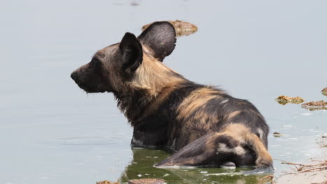 Nahaufnahme-Eines-Vom-Aussterben-Bedrohten-Kapjagdhundes,-Der-Sich-Auf-Dem-Wasser-Entspannt