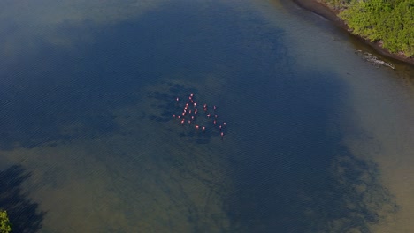 Drohne-Umkreist-Flamingo-Schwärme,-Die-Mitten-In-Einem-Großen-Teich-Fressen