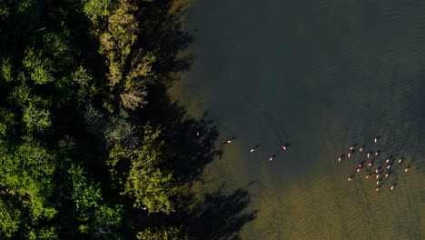 Flamingo-flock-feeds-in-row-along-mudflat-of-mangrove-pond