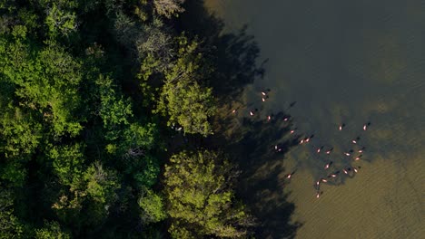 Flamingo-flock-feed-on-edge-of-mangrove-forest-with-long-shadows-spreading-on-shallow-water