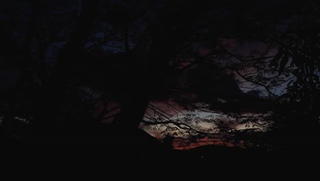 Colorful-sunset-through-branches-and-leaves,-it-gets-dark-in-timelapse