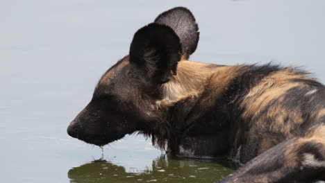 Portrait-Of-An-African-Wild-Dog,-Lycaon-Pictus-Immersed-In-Water-Hole-In-Africa