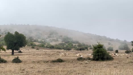 Fresh-agriculture-product-dairy-fresh-milk-goat-sheep-shepherd-herding-livestock-grazing-fresh-grass-fodder-hay-bale-forest-Gilan-mountain-Dorfak-foothill-Iran-natural-landscape-countryside-rural-life