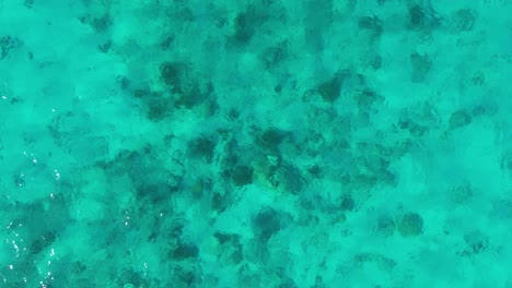 Drone-ascends-above-large-coral-heads-below-surface-of-green-Caribbean-ocean-water