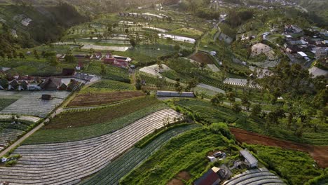 Aerial-view-of-vegetable-plantation-in-sunny-morning