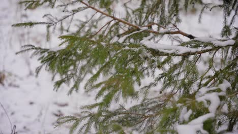 Cropped-Shot-Of-Hand-Shaking-Snow-From-Tree-Branch-In-Winter-Forest