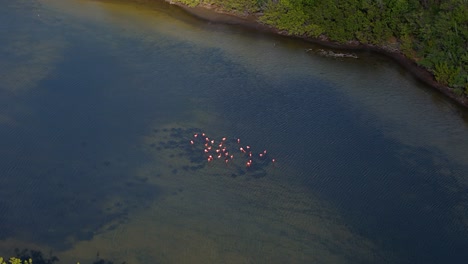 Drone-orbits-above-flamingo-flock-in-middle-of-mudflat-pond-as-cloud-shadow-passes