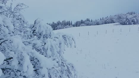 Paisaje-Invernal-Con-árboles-Llenos-De-Nieve-Intensa-En-Indre-Fosen,-Noruega---Retroceso