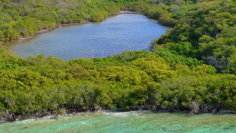 Aerial-pullback-reveals-flamingo-flock-in-secluded-mangrove-forest-with-ocean-waves-crashing-on-shoreline
