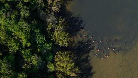 Drone-zenithal-view-of-flamingo-flcok-feeding-on-edge-of-mangrove-forest-with-long-shadows-from-trees