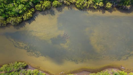 Flamingo-flock-in-middle-of-muddy-pond-of-mangroves,-cloud-shadow-passes-over,-aerial
