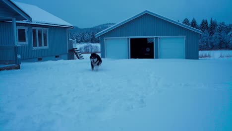 An-Alaskan-Malamute-is-Frolicking-Outdoors-in-the-Snowy-Terrain---Static-Shot