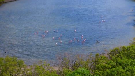 Drone-orbit-around-flamingos-feeding-in-shallow-mangrove-mudflat-water