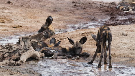 Afrikanischer-Wildhund-Mit-Dünnem-Körper,-Der-Auf-Die-Im-Schlamm-Liegende-Gruppe-Zugeht