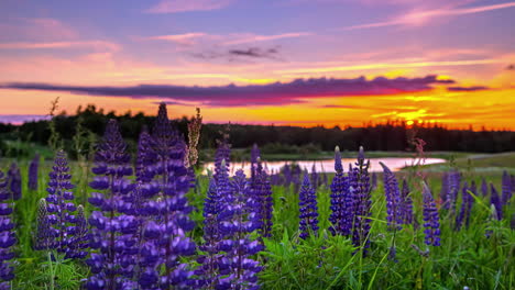 Hyperlapse-rotates-on-bluebell-flowers-with-epic-fire-red-orange-sunset-above-pond-and-forest