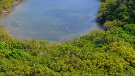 Panoramic-aerial-overview-establishes-flamingo-flock-in-secluded-mangrove-mudflats