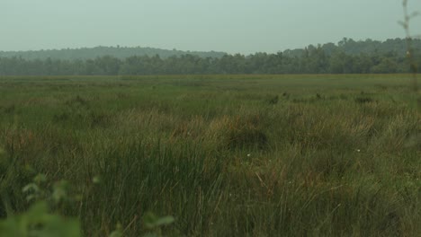 Standbild-Von-Grasfeldern,-Ausgedehnten-Feuchtgebietsgräsern,-Bewölktem-Tag