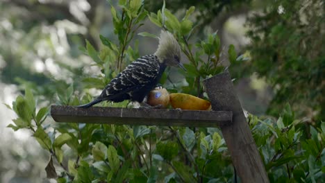 A-yellow-headed-woodpecker-feeding-at-the-bird-feeder-in-the-backyard