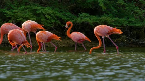 Windswept-water-blows-quickly-as-flamingos-walk-upwind-feeding,-mangrove-shrub-background