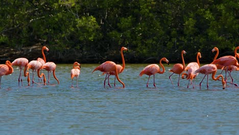 Flamingos-walk-through-water-shaking-head-and-feeding-with-mangrove-background