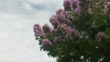 Rosa-Blumen-Erblühen-An-Einem-Baum-In-Einem-Farbtupfer,-Ein-Zartes-Kunstwerk-Der-Natur-In-Voller-Blüte