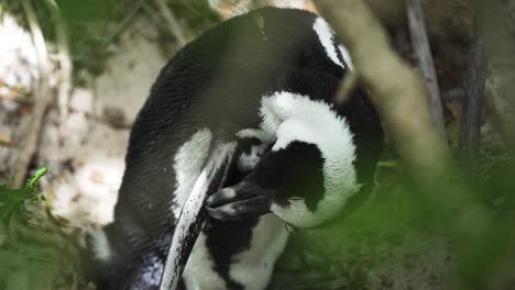 Adorable-Pingüino-Del-Cabo-Acicalándose-Sus-Plumas-En-La-Playa-De-Boulders,-Ciudad-Del-Cabo,-Sudáfrica