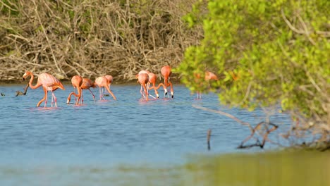 Flock-of-black-winged-stilts-fly-in-front-of-flamingos-feeding-in-mangrove-pond