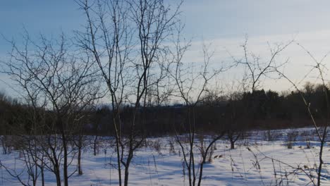 A-wide-reveal-shot-starting-on-some-dead-trees-revealing-a-bright-sunset-over-snow-covered-field