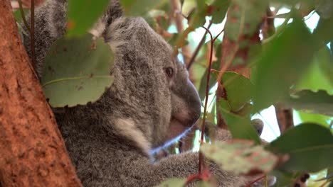 Close-up-shot-of-a-northern-koala,-phascolarctos-cinereus-with-fluffy-grey-fur,-sitting-on-the-eucalyptus-tree,-hiding-under-the-canopy-during-daytime