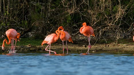 Slow-zoom-in-to-flamingos-feeding-and-splashing-in-water-at-mangrove-forest-edge