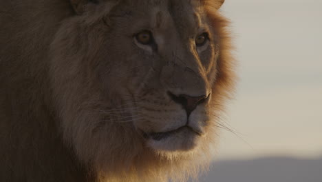 Zoomed-in-close-up-of-lion-face-silhouette-dynamic-lighting