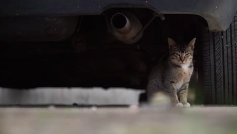 Stray-kitten-under-the-car