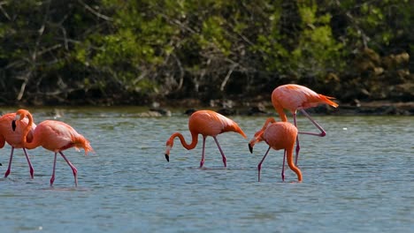 Slow-motion-flamingo-flock-walking-in-front-of-mangrove-forest,-telephoto-compression