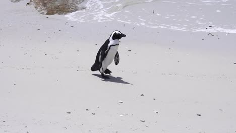 Pingüino-Africano-Caminando-En-Una-Playa-De-Arena-En-Ciudad-Del-Cabo,-Sudáfrica---Cerrar
