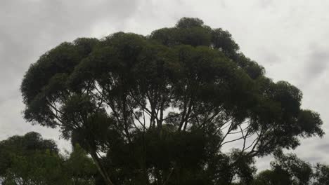 Anmutiger-Eukalyptusbaum,-Der-Sich-Im-Wind-Wiegt,-Eine-Ruhige-Szene,-Die-Den-Tanz-Der-Natur-Einfängt