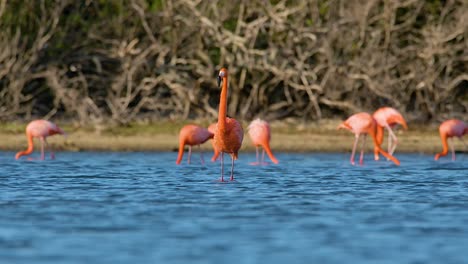 Solo-flamingo-in-focus-stretches-neck-raising-head-to-look-around-as-flock-eats-behind-fronting-mangrove-forest