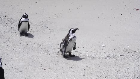 Pingüinos-Africanos-Parados-En-La-Arena-De-La-Playa-De-Boulders,-Ciudad-Del-Cabo,-Sudáfrica---Cerrar