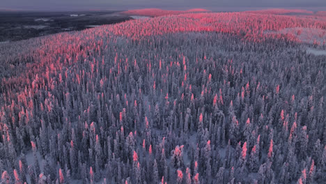 Sunlit-winter-landscape-with-hills,-snowy-trees-and-arctic-wilderness-of-Lapland---Aerial-tilt-shot