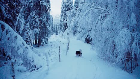 Alaskan-Malamute-Hund-Spaziert-Auf-Ländlicher-Natur-In-Winterlicher-Landschaft