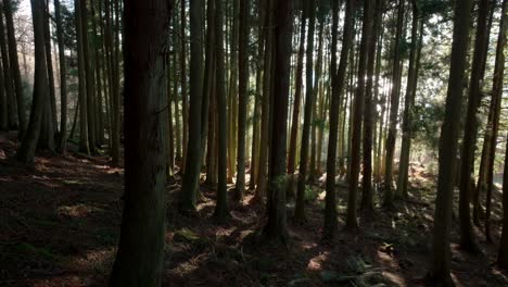 Lichtstrahlen-Brechen-Durch-Einen-Wald-Aus-Alten-Nadelbäumen-Und-Erhellen-Den-Waldboden