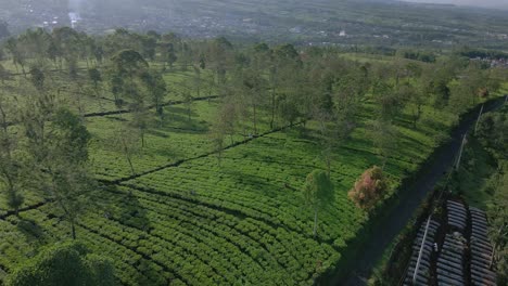 Luftaufnahme-Einer-Teeplantage-Im-Hochland-Am-Sonnigen-Morgen