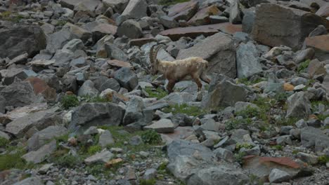 Slowmotion-shot-of-ibex-animal-wondering-on-rocky-terrain-in-Valmalenco,-pan
