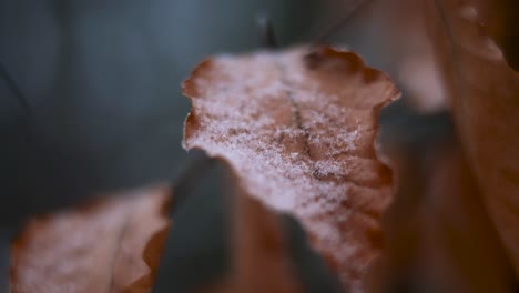 Closeup-Shot-Of-Snow-On-The-Leaf-Of-The-Tree-Trunk-During-The-Winter-Season