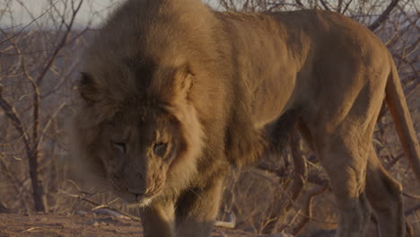 Super-slow-motion-lion-on-safari-walking