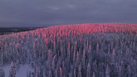 Drone-shot-over-untouched-wilderness-covered-in-snow,-winter-sunset-in-Lapland