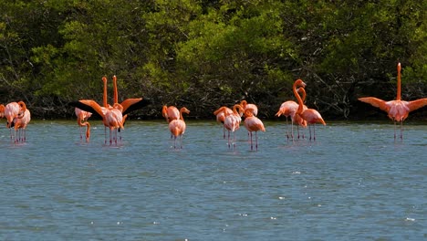 Flamingos-Breiten-Erschrocken-Ihre-Flügel-Aus-Und-Warnen-Ganze-Herden,-Die-Im-Wasser-Stehen