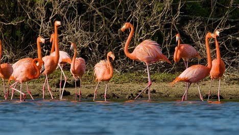 Flamingos-meander-and-walk-around-gathering-with-young-to-feed-at-edge-of-mangrove-forest